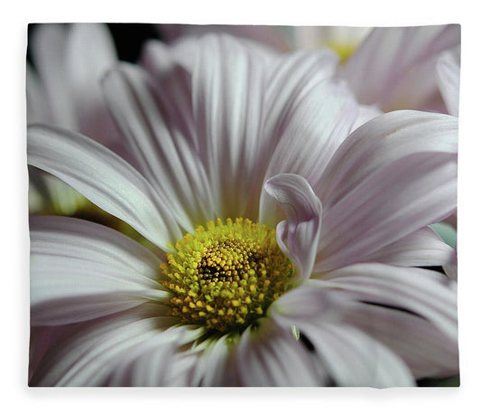 Light Lavender Daisies - Blanket