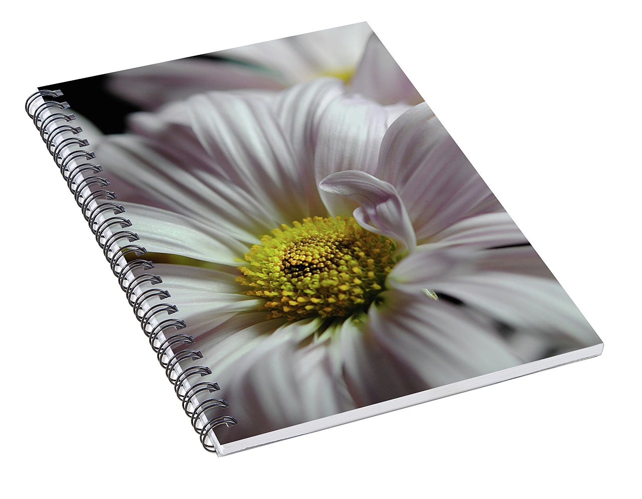 Light Lavender Daisies - Spiral Notebook