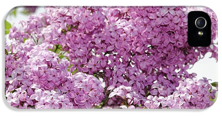 Lilacs With Sky - Phone Case