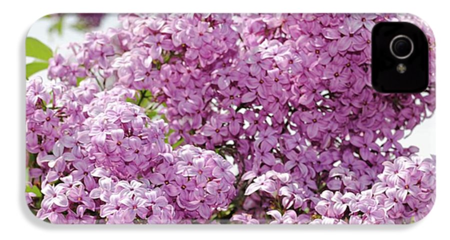 Lilacs With Sky - Phone Case