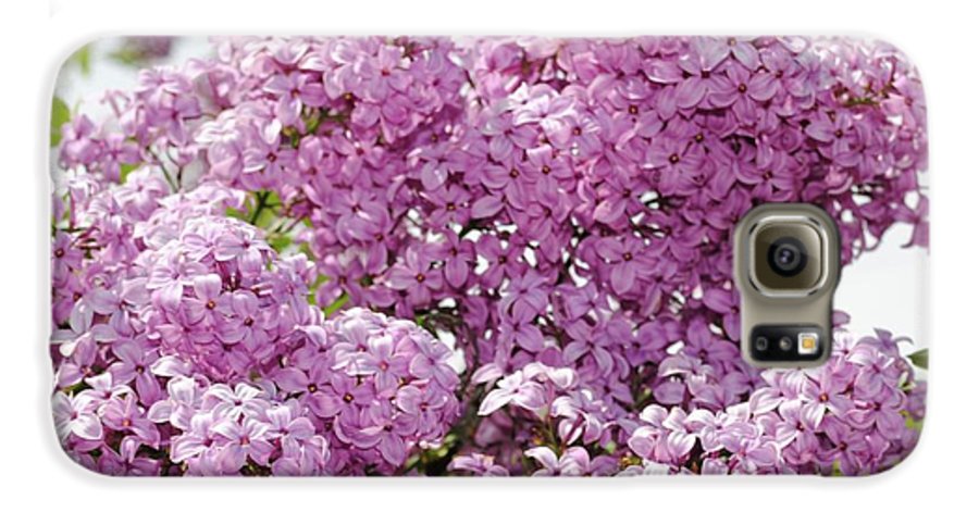 Lilacs With Sky - Phone Case