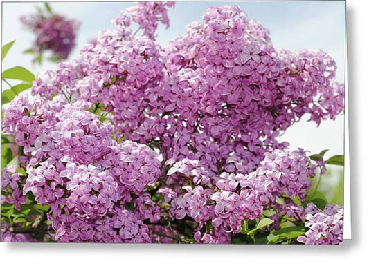 Lilacs With Sky - Greeting Card