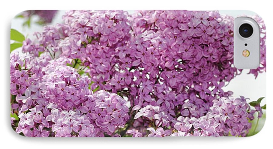 Lilacs With Sky - Phone Case