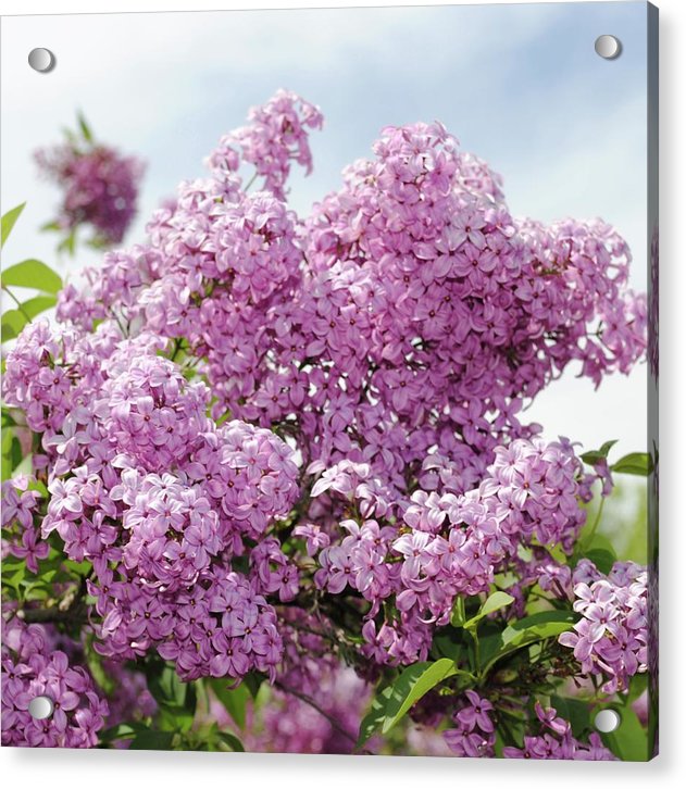 Lilacs With Sky - Acrylic Print