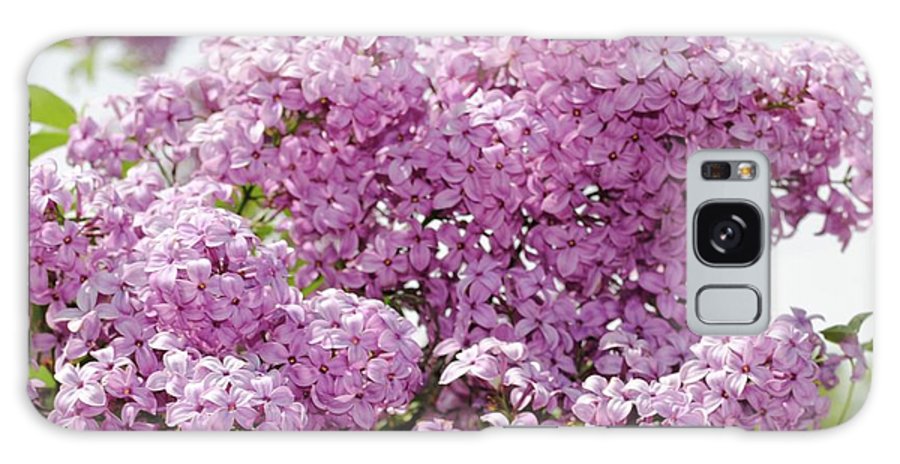 Lilacs With Sky - Phone Case