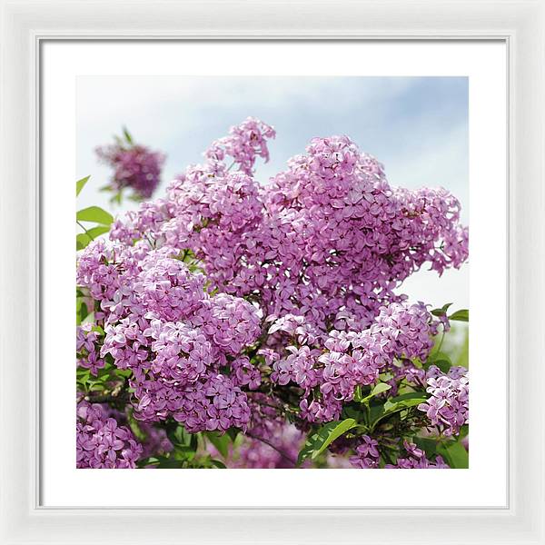 Lilacs With Sky - Framed Print