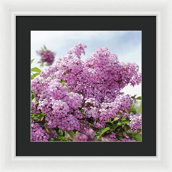 Lilacs With Sky - Framed Print