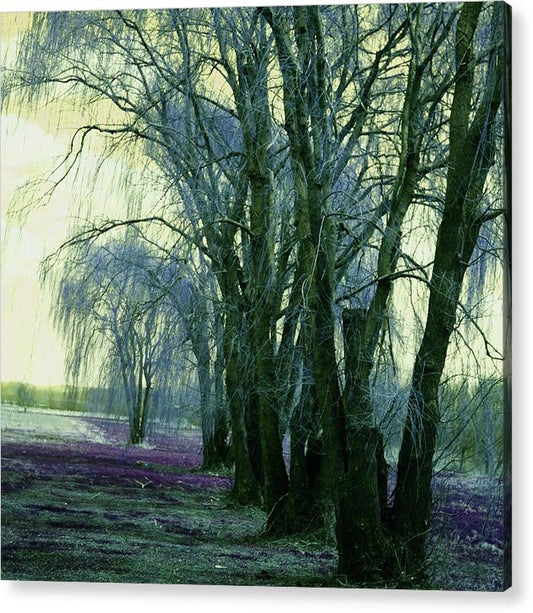 Line of Weeping Willow Trees - Acrylic Print