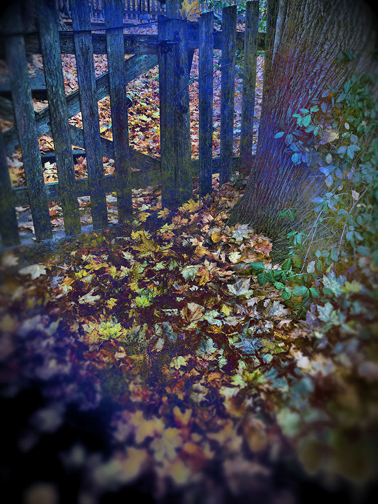 Leaves at The Gate Digital Image Download