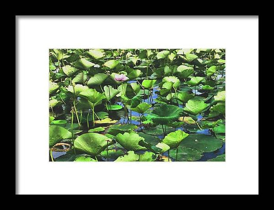 Lotus With Pink Blossom - Framed Print