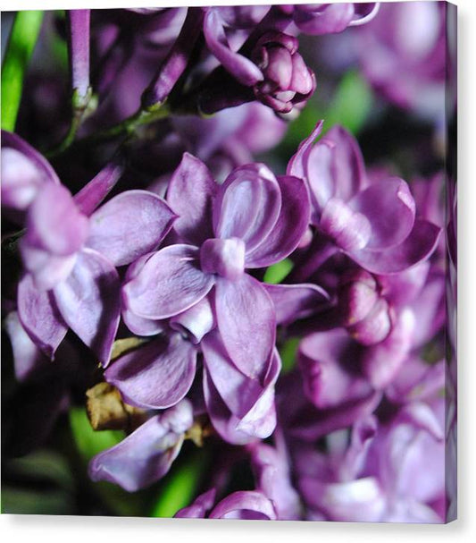 Macro Lilacs - Canvas Print