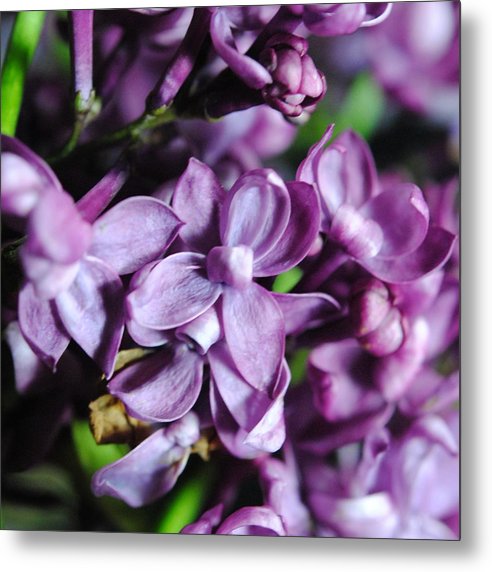 Macro Lilacs - Metal Print