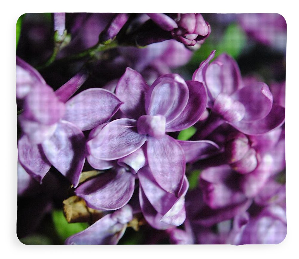 Macro Lilacs - Blanket