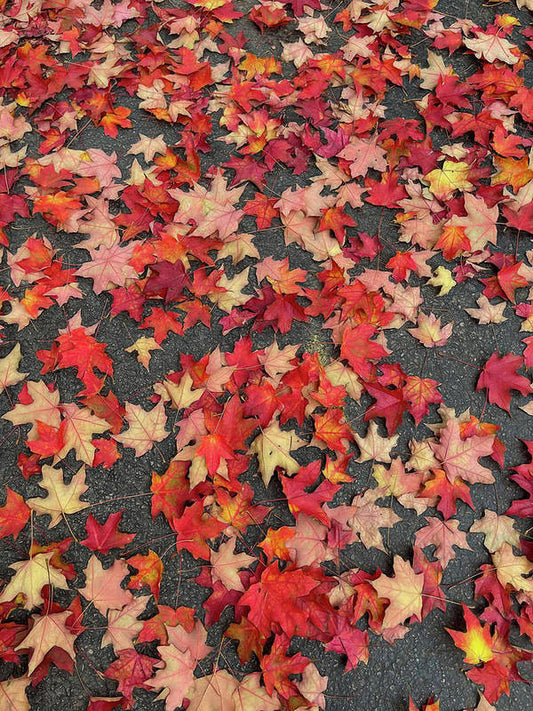 Maple Leaves In October 1 - Art Print