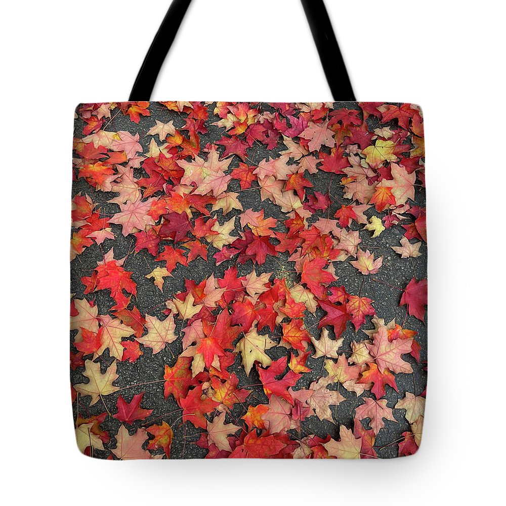 Maple Leaves In October 1 - Tote Bag