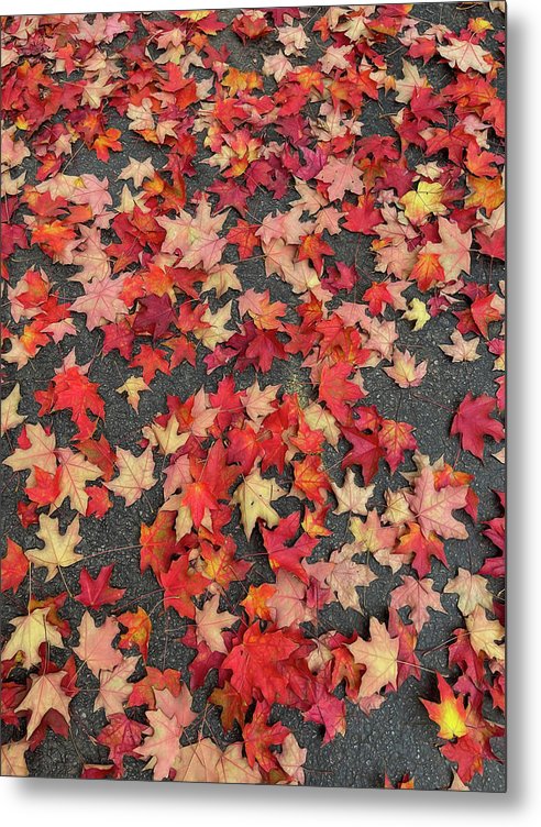 Maple Leaves In October 1 - Metal Print