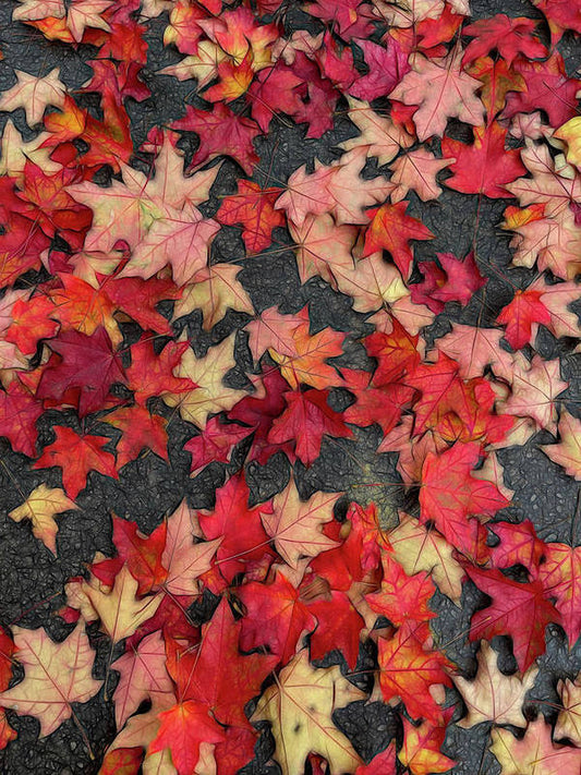 Maple Leaves In October 2 - Art Print