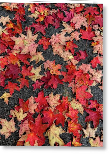 Maple Leaves In October 2 - Greeting Card