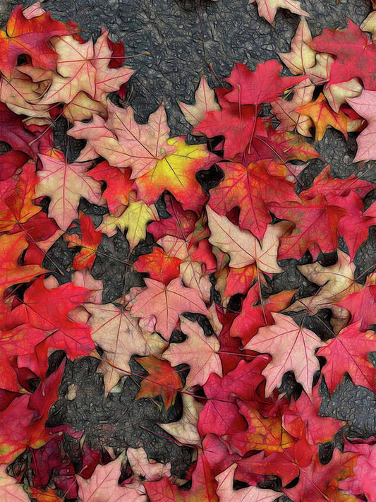 Maple Leaves In October 3 - Art Print