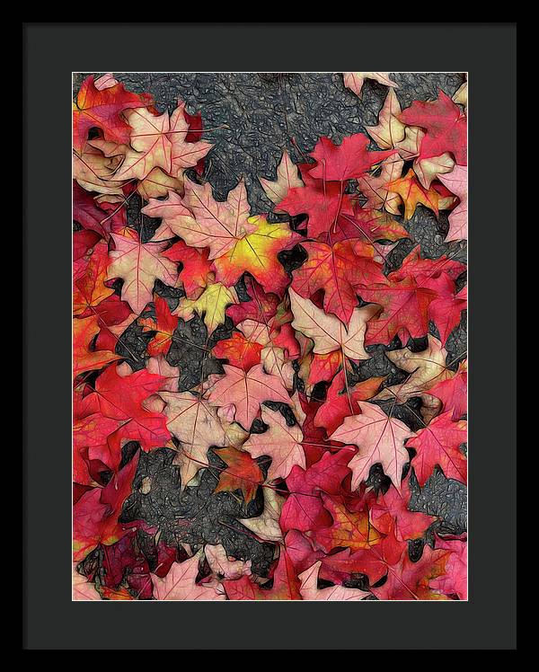 Maple Leaves In October 3 - Framed Print