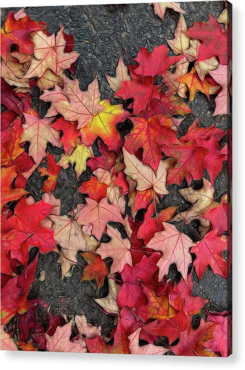 Maple Leaves In October 3 - Acrylic Print
