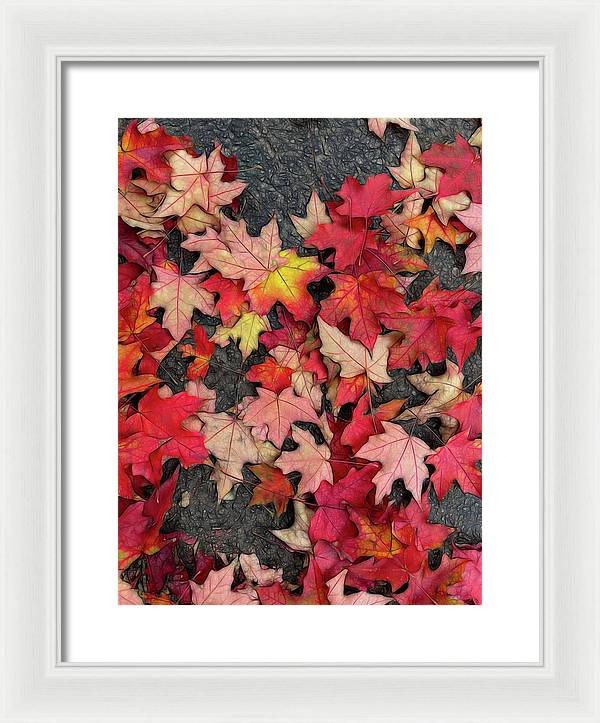 Maple Leaves In October 3 - Framed Print