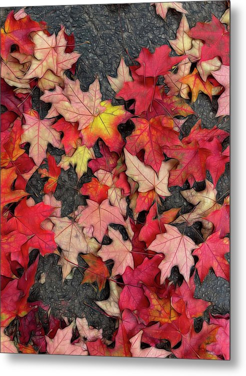 Maple Leaves In October 3 - Metal Print