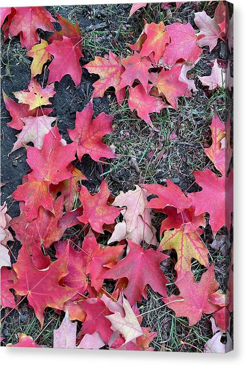 Maple Leaves In October 4 - Canvas Print