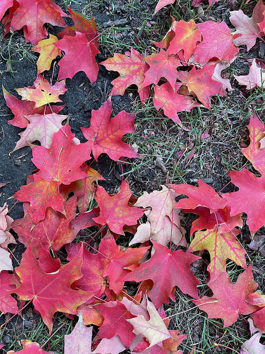 Maple Leaves In October 4 - Art Print