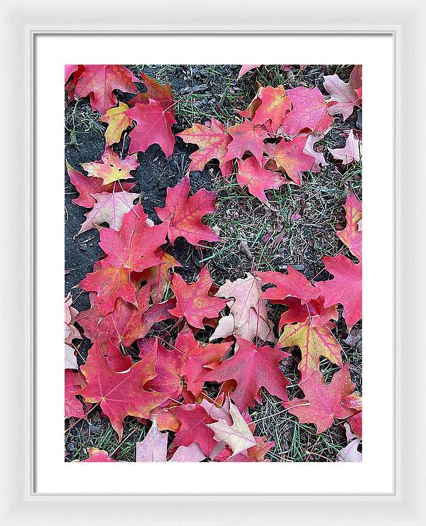Maple Leaves In October 4 - Framed Print