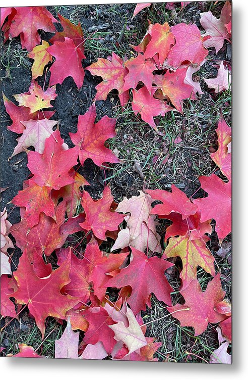 Maple Leaves In October 4 - Metal Print