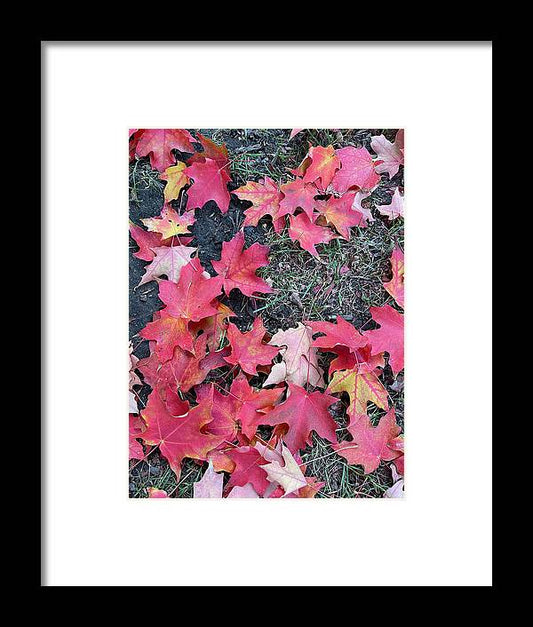 Maple Leaves In October 4 - Framed Print