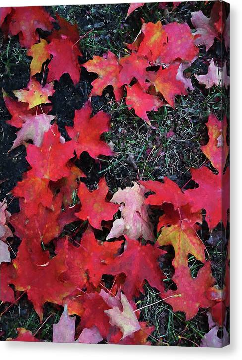 Maple Leaves In October 5 - Canvas Print