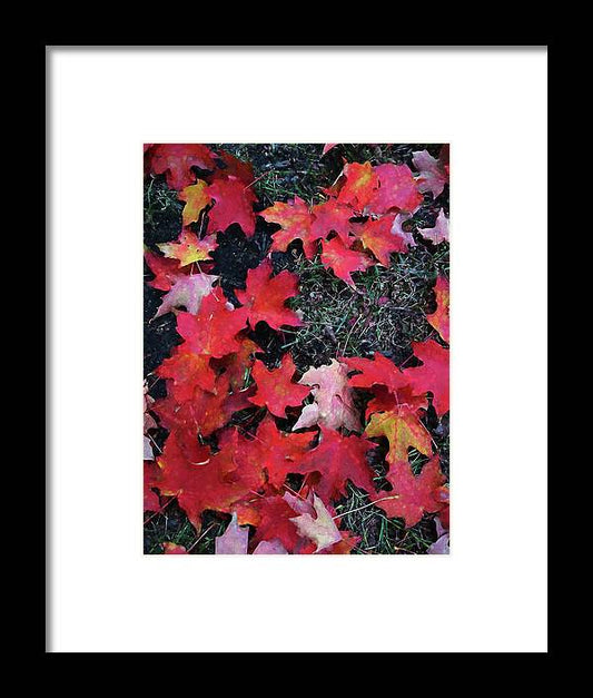 Maple Leaves In October 5 - Framed Print