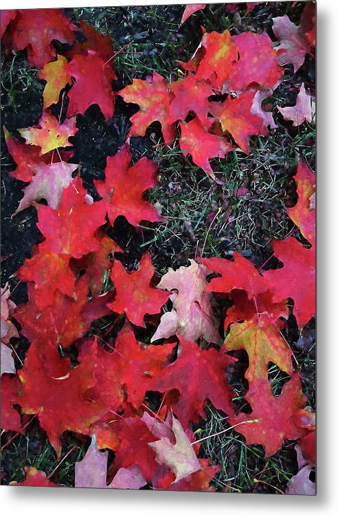 Maple Leaves In October 5 - Metal Print