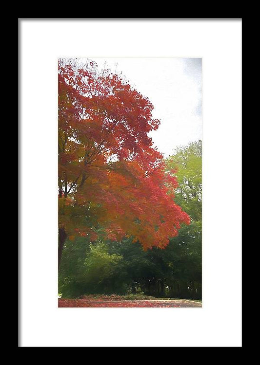 Maple Tree In October - Framed Print
