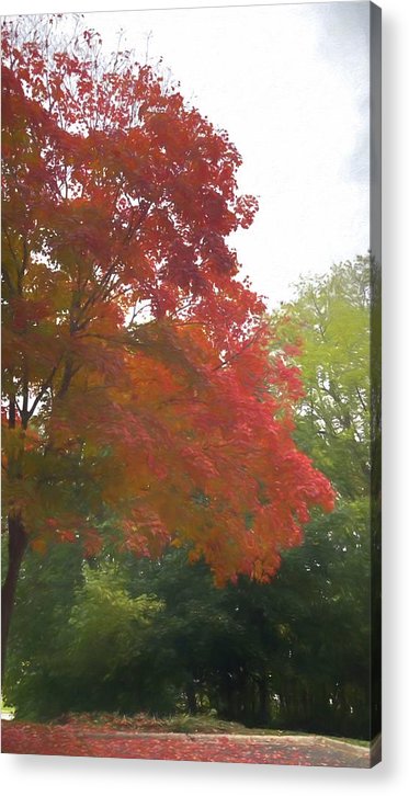 Maple Tree In October - Acrylic Print