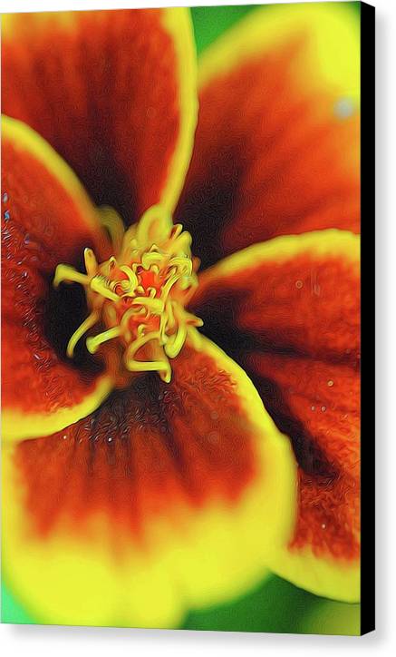 Marigold Center - Canvas Print