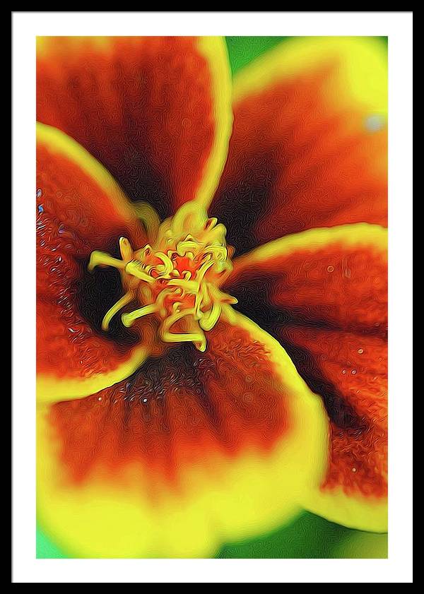 Marigold Center - Framed Print