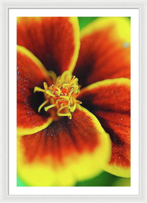 Marigold Center - Framed Print