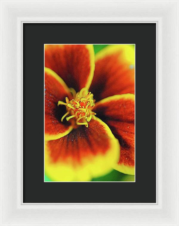 Marigold Center - Framed Print