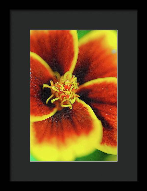 Marigold Center - Framed Print