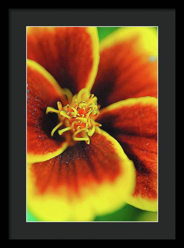 Marigold Center - Framed Print