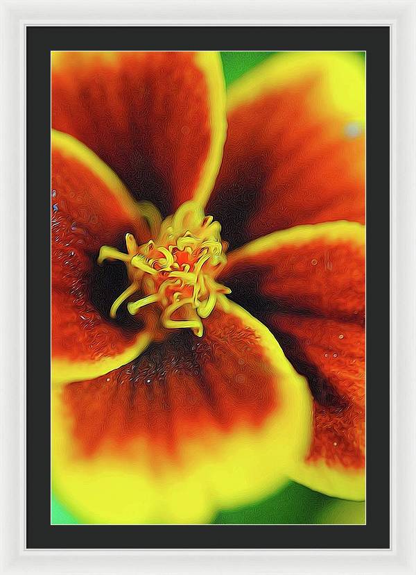 Marigold Center - Framed Print