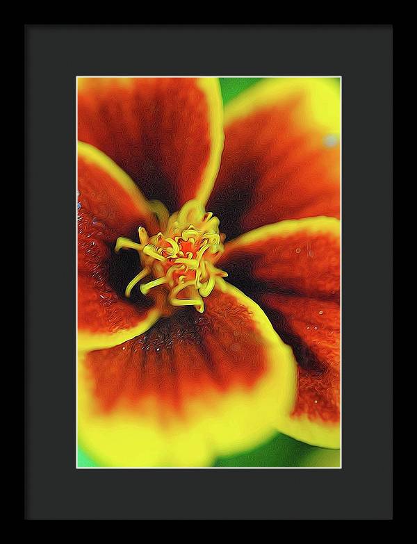 Marigold Center - Framed Print