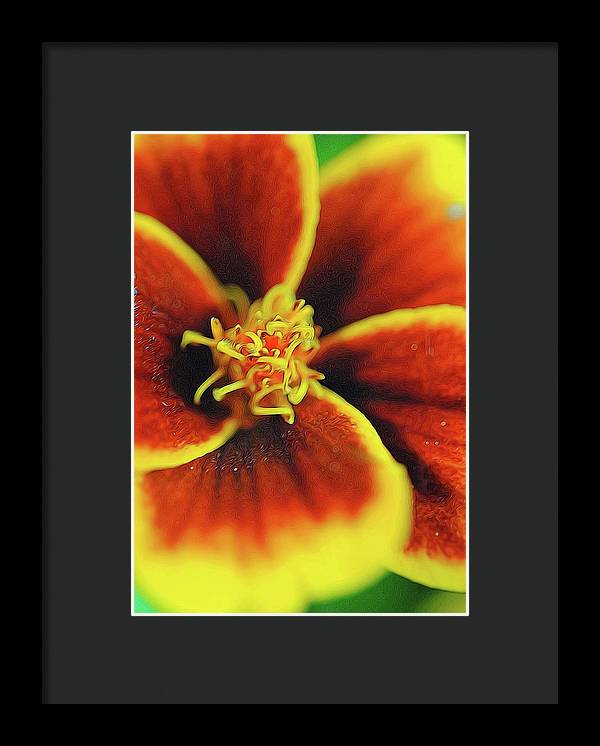 Marigold Center - Framed Print