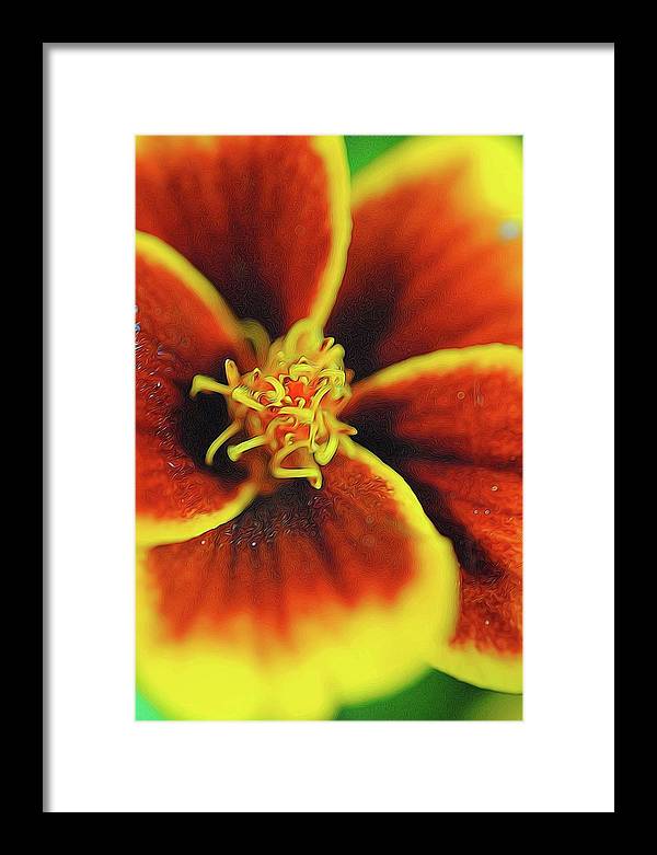 Marigold Center - Framed Print