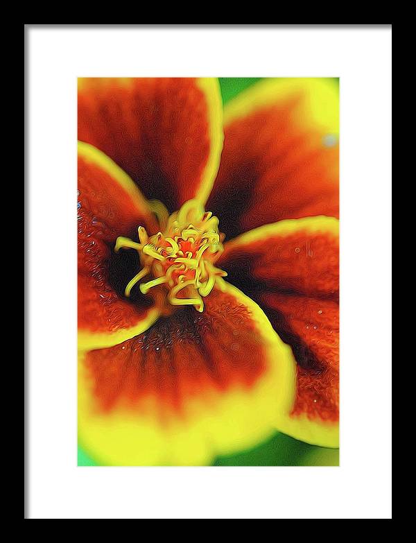 Marigold Center - Framed Print