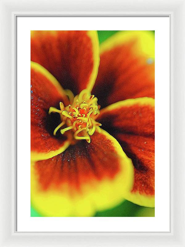 Marigold Center - Framed Print