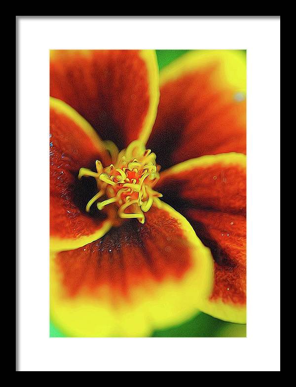 Marigold Center - Framed Print